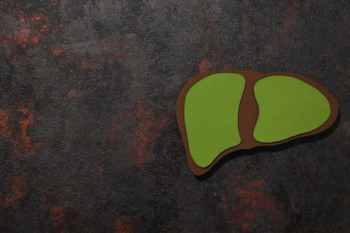 Papierowa maketa wątroby na ciemno szarym tle