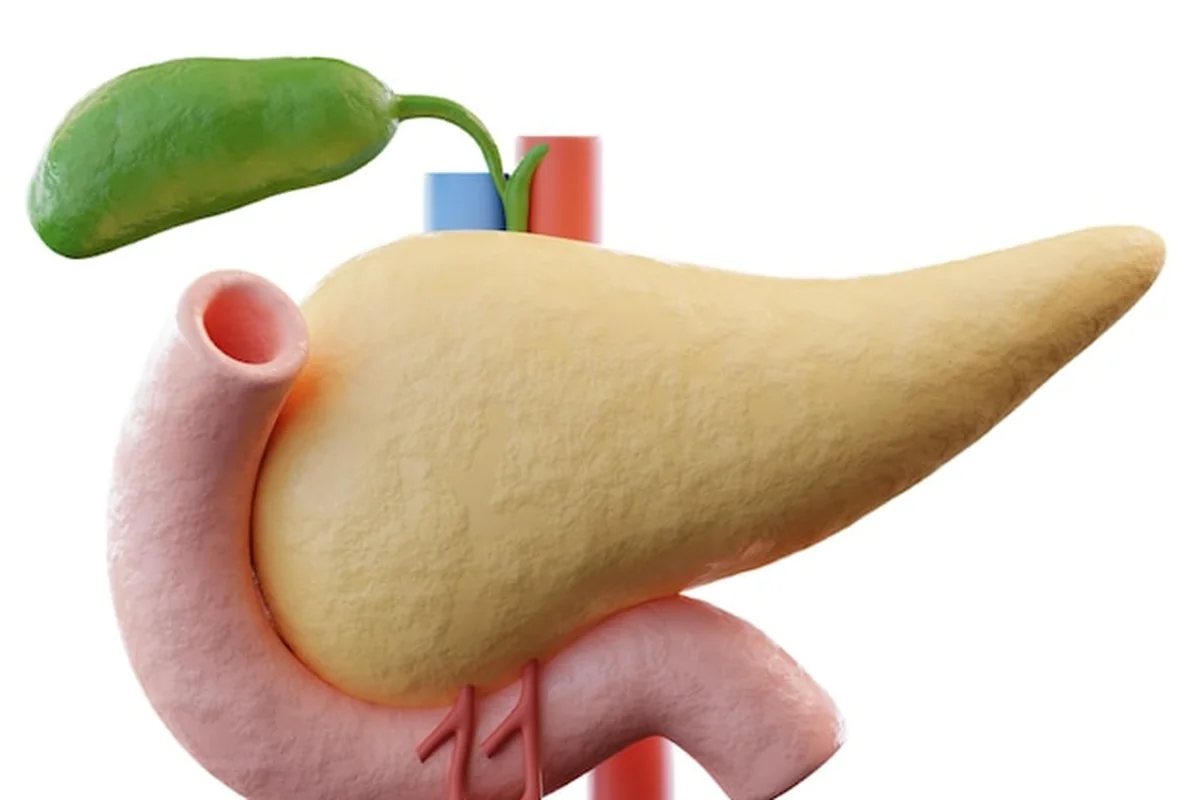 Anatomia ludzkiej trzustki